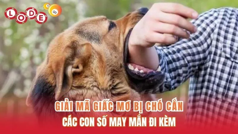Giải Mã Giấc Mơ Bị Chó Cắn Và Các Con Số May Mắn Đi Kèm