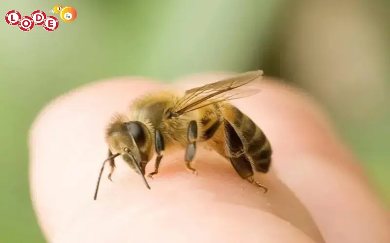 Ngủ thấy người khác bị ong đốt trúng