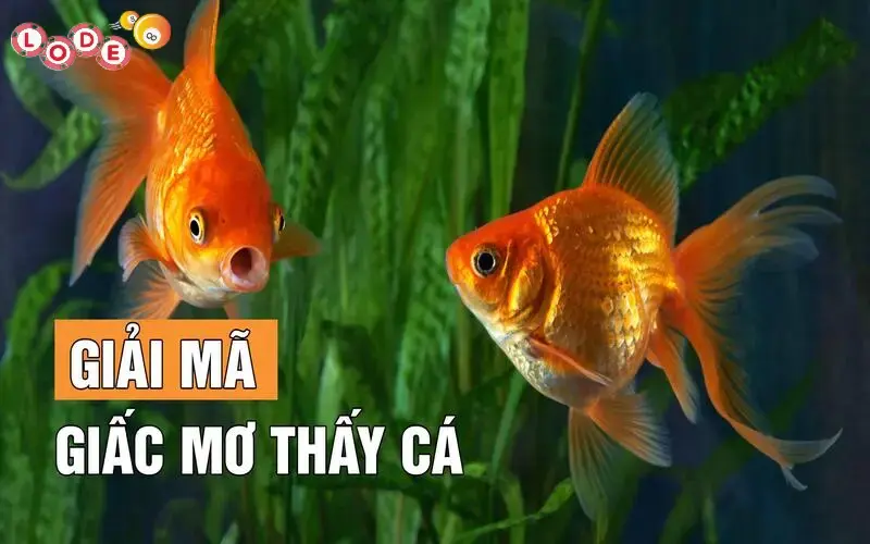 Giải mã con số tài lộc khi mơ thấy bắt được cá