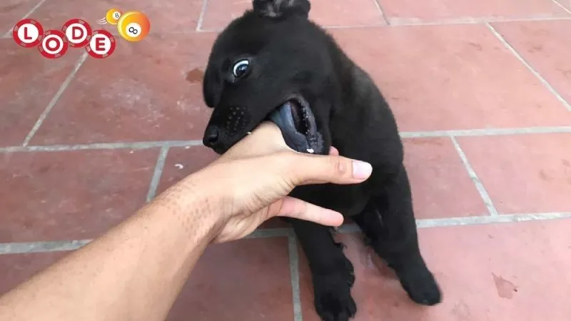 Giải mã giấc mơ bị chó cắn nhắc bạn cẩn thận về những phiền phức sắp tới