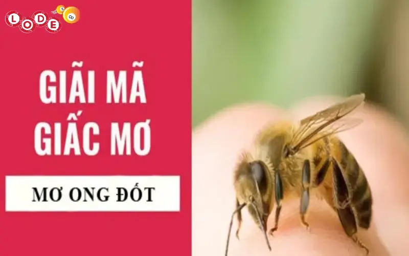 Giải mã giấc mơ bị ong đốt đơn giản dễ hiểu nhất